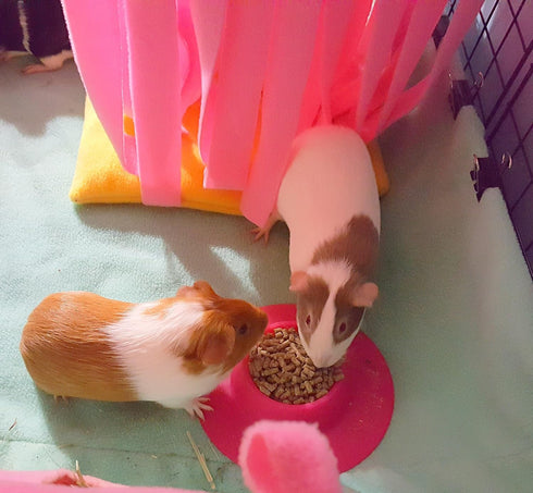 Tip-Proof Ergonomic Pet Bowl, 1/4-Cup Small Size for Guinea Pig and Other Small Pets, Fuchsia (Pink)