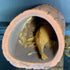 Plecoceramics Medium Size Pleco Cave Breeding Ceramic Decoration for Fish Tank