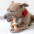 Benebone Zaggler Rolling Dog Chew Toy, Real Chicken, Made in USA, Medium Size