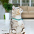 CollarDirect Leather Cat Collar with Elastic Strap, Kitten Collar with Bell, 8-11 Inch, Mint Green
