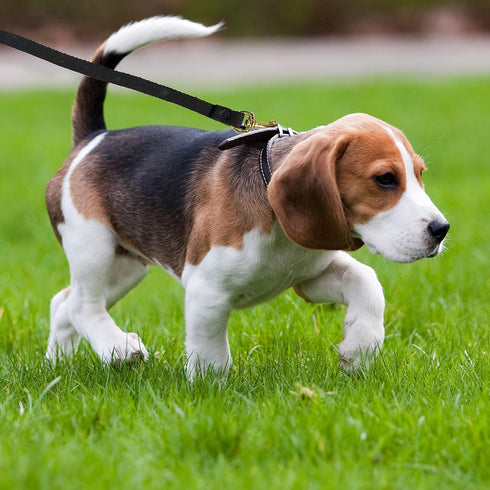 Four Paws Cotton Web Dog Training Lead, Black, 20-Foot