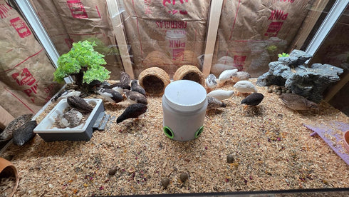 Generic 24ct + Extras Rare Exotic Colors Button Quail Hatching Eggs