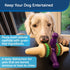 PetSafe Busy Buddy Treat Holding Jack Dog Toy – Strong Chewers - Challenging - Treat Rings Included - Large