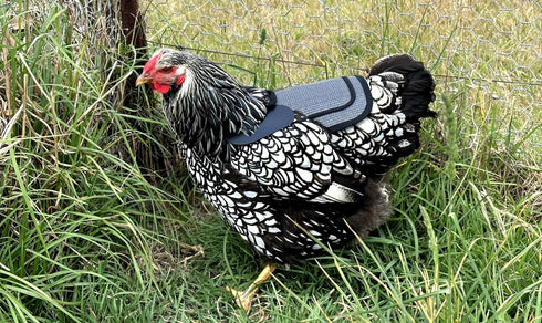 DOWN UNDER OUTDOORS Chicken Saddle with Adjustable Straps for Medium and Large Hens, Chicken Apron, Poultry Saver, Pet