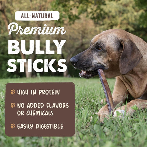 12" Mighty Paw Long Lasting Bully Sticks for Dogs - All Natural Grass Fed Beef Chews. Lower Odor Dog Bully Sticks