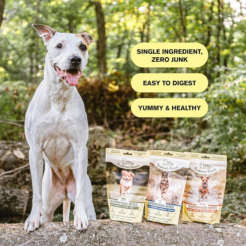 BADLANDS RANCH by Katherine Heigl Superfood Bite Freeze-Dried Raw Wild Salmon Dog Treats High Protein Single-Ingredient