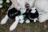 ZippyPaws Wedding Dog Toys - Bouquet of Roses, Fun Engagement Toys for Dog Couples, Great for Photos and Rehearsals