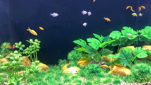 BEGONDIS Artificial Green Water Plants Flower Set 18 Pcs, Fish Tank Aquarium Decorations, Made of Soft Plastic by BEGONDIS