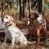 Genuine Leather Dog Collar, Heavy Duty Wide Collar for Small, Medium, Large, Extra Large Dogs (S: 0.8" Wide, Red)