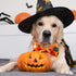 Halloween Dog Collar with Bow Tie, 2 Pack Holiday Pumpkin Ghost Collar for Boys and Girls Small Medium Large Pets