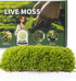 Generic Live Moss Duo Pack 2 Varieties Mixed Moss for Reptile Terrariums, Amphibian