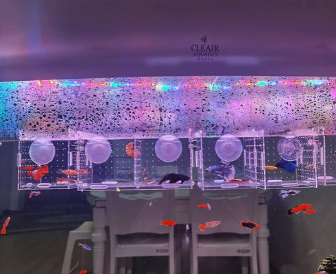 Acrylic Fish Breeding Box, Isolation Box with Suction Cups for Small Baby Fishes and Shrimp