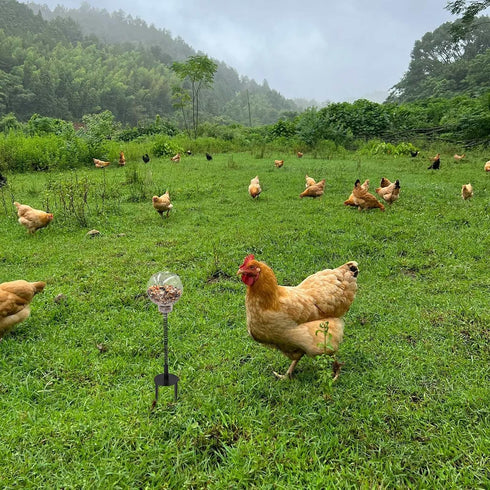 Oooct 4 Pack Chicken Peck Toy - Enrichment Swing Feeder for Hens, Ducks & Parrots