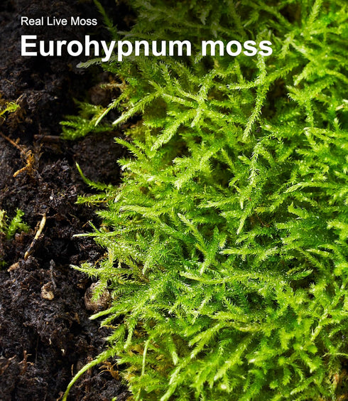 Pack 2 Live Moss Duo Types of Real Live Sheet/Sphagnum Moss for Terrariums, Terrarium Mosses Landscaping, Reptile Tank