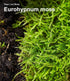 Pack 2 Live Moss Duo Types of Real Live Sheet/Sphagnum Moss for Terrariums, Terrarium Mosses Landscaping, Reptile Tank