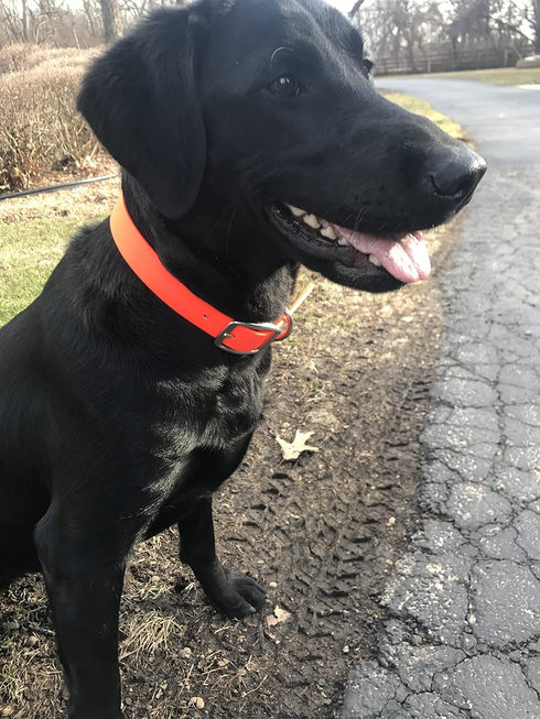 Regal Dog Products Small Orange Dog Collar - Heavy Duty Double Buckle & D Ring, Adjustable Biothane Chew Resistant