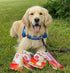 Nylabone Original Bone Power Chew Toy for Dogs, Large, Durable & Tough for Aggressive Chewers