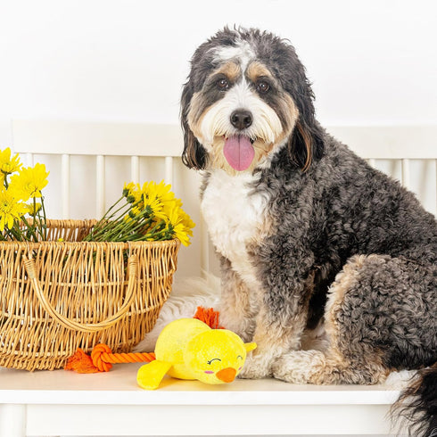 Fringe Studio Plush Dog Toy, Sweet Little Chick, Pet Shop Collection
