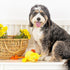 Fringe Studio Plush Dog Toy, Sweet Little Chick, Pet Shop Collection