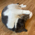 SPOT 8.5in, 1 Shaggy Plush Giant Mouse - Cat Toy, Fuzzy Mice with Catnip and Rattle Toy for Indoor Cats and Kittens