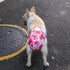 3 Pack WWD02XS CuteBone Washable Dog Diapers Female No Tail Hole Reusable Doggie Period Training Pants for Docked-Tail