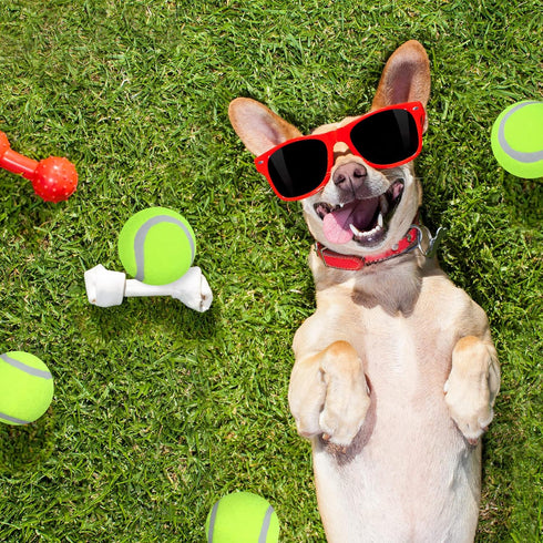 50 Packs Dog Mini Tennis Balls, Training Pet Tennis Toys Yellow Ball for Large Medium Small Dogs