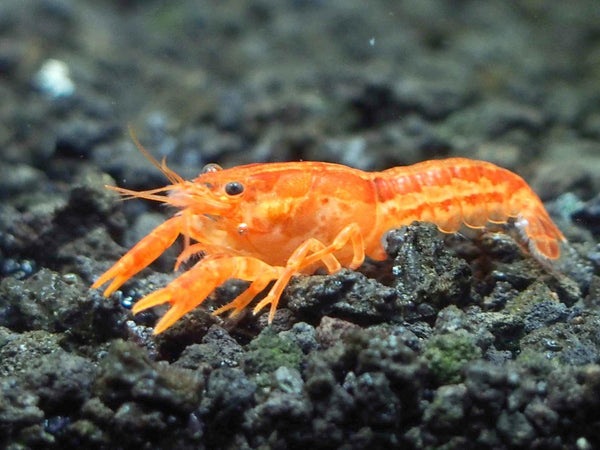 Aquatic Arts - CPO Crayfish (Male/Female Pair) - Live Freshwater Aquarium Lobster/Crawfish/Crawdad/Real