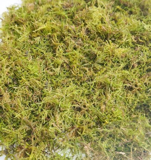 4oz Hermit Crab Moss Substrate, Perfect for Terrarium Habitat Decor& Tank Accessories, Humidity Control & Small Pet