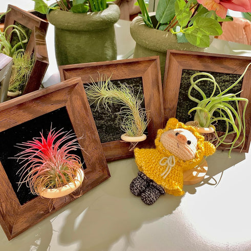 Generic 4" Tillandsia Ionantha v. Stricta Air Plant Kit, Frame (Wall-Mount & Free-Stand), Magnetic Holder, Black