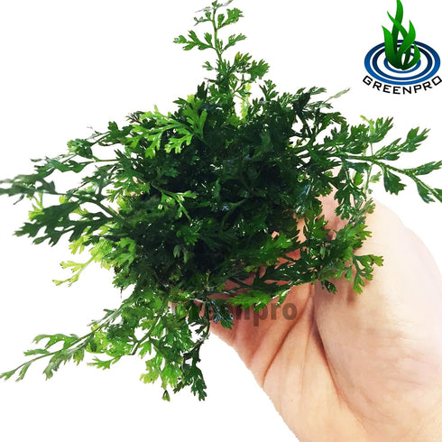 Bolbitis 2-Inch Difformis Baby Leaf Fern - Live Aquarium Plant in Pot