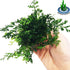 Bolbitis 2-Inch Difformis Baby Leaf Fern - Live Aquarium Plant in Pot