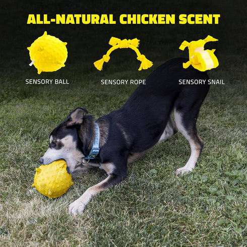 Playology Puppy Dog Ball Toys - Sensory Development Chew Toys with Squeaker for Puppies 8-16 Weeks (Up to 60 lbs)