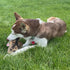 SPOT Dura-Fused Chunkies Fox Dog Toy - All Natural Leather and Felt, Durable Extra Thick Chew Toy for Aggressive