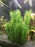BEGONDIS 3Pcs Aquarium Decorations, Artificial Green Water Plants for Fish Tank, Silk Fabrics Plastic