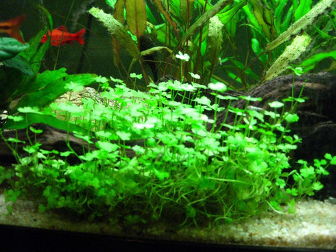 AquaLeaf Aquatics Potted Dwarf Four Leaf Clover - Easy Carpet Aquarium Plant by West Coast Aquatics