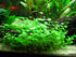 AquaLeaf Aquatics Potted Dwarf Four Leaf Clover - Easy Carpet Aquarium Plant by West Coast Aquatics