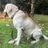 Premium 12 Inches Nylon Short Leash for Large Medium Breed Dogs, Heavy Duty Clasp, Padded Handle (Ultimate Grey)