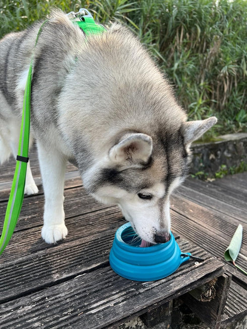 OHMO-Collapsible Dog Water Bowl, Anti Tip Over No Spill from Car Movement, 24oz Medium, Peacock Blue