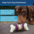 PetSafe Busy Buddy Bristle Bone, Treat-Holding Toy for Dogs with Treat Rings Included, Purple, Small