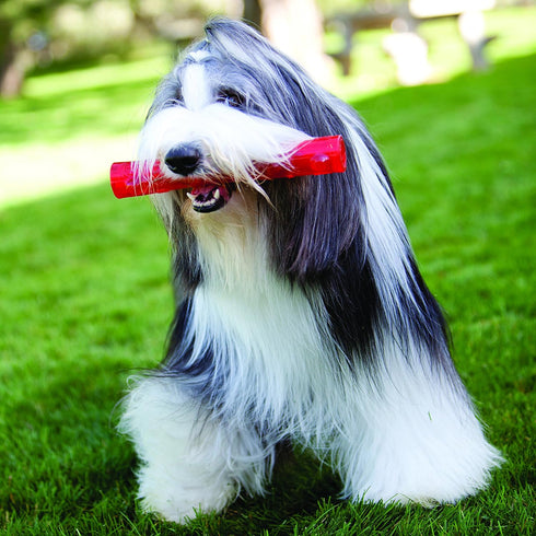 KONG - Squeezz Stick - Strong Squeaky Dog Toy, Squeaks even if punctured - For Large Dogs (Assorted Colors)