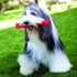 KONG - Squeezz Stick - Strong Squeaky Dog Toy, Squeaks even if punctured - For Large Dogs (Assorted Colors)