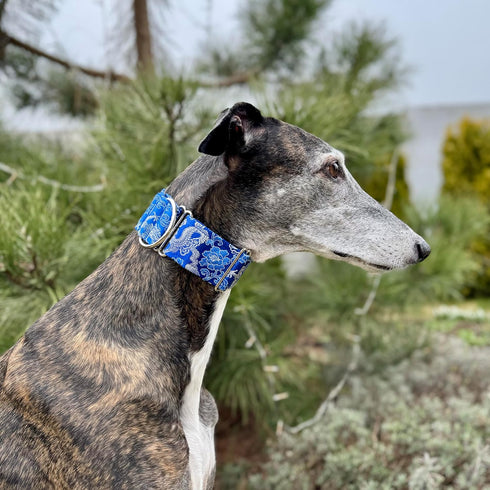 Extra Soft Martingale Dog Collar and Leash Set for Greyhound Saluki Whippet (2" Wide, L 14"-18")