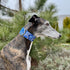 Extra Soft Martingale Dog Collar and Leash Set for Greyhound Saluki Whippet (2" Wide, L 14"-18")