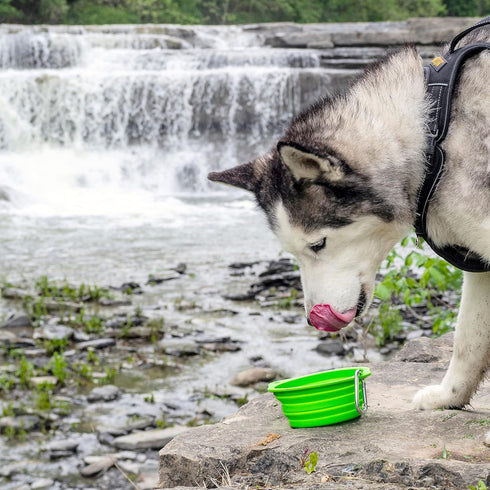 Mighty Paw Travel Dog Bowl Set, Silicone Food & Water Bowls, Bonus Carabiner Clip, Lightweight, Leak-Proof, Green