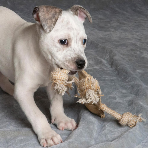SPOT Dura-Fused Leather Jungle Animals Dog Toy with Squeakers and Rope Limbs, 14in, Assorted Styles