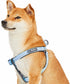 Blueberry Pet Soft & Comfy 3M Reflective Step-in Dog Harness, Baby Blue, Small, Chest Girth 15.5" - 19.5"