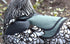 2 Pack DOWN UNDER OUTDOORS Small Chicken Saddles for Bantams and Young Birds, Includes Shoulder Covers (Teal)