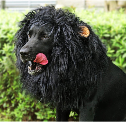 Onmygogo Lion Mane Wig for Dogs with Ears, Funny Pet Costumes for Halloween Christmas, Size L, Black