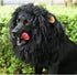 Onmygogo Lion Mane Wig for Dogs with Ears, Funny Pet Costumes for Halloween Christmas, Size L, Black
