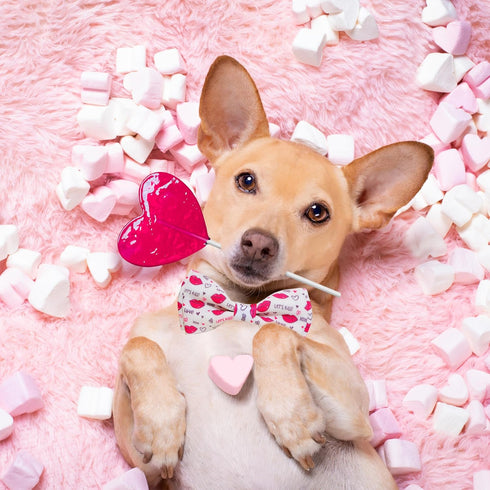 Valentine Dog Bow Tie Collar, Holiday Let's Kiss and XOXO Collar for Large Medium Small Pets Puppies (Large)